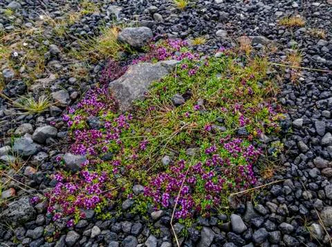 Moss flowers Foto stock