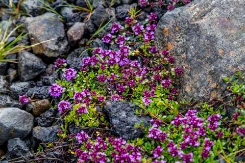 Moss flowers Foto stock