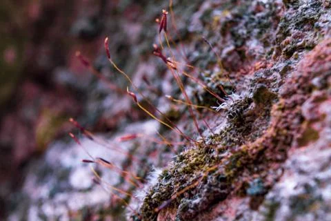 Moss flowers Stock Photos