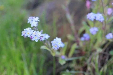 Moss flowers Foto stock