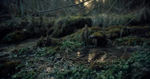 Moss with flowing water through it in slow motion Stock Footage 129395598