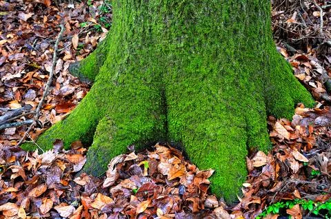 Moss Foot Stock Photos