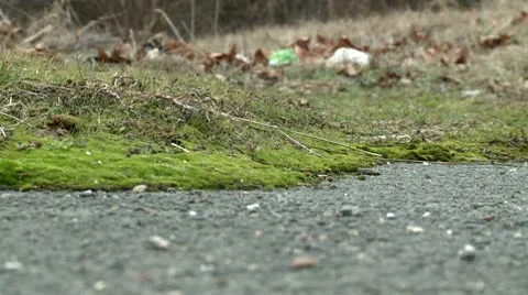 Moss Video stock 10678708