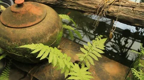 Moss Stock Footage 12248457