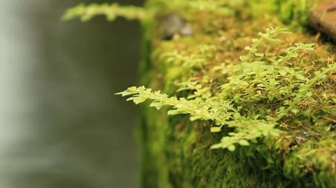 Moss Stock Footage 12248701