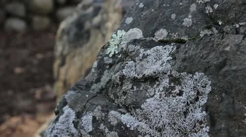 Moss Stock Footage 12574635