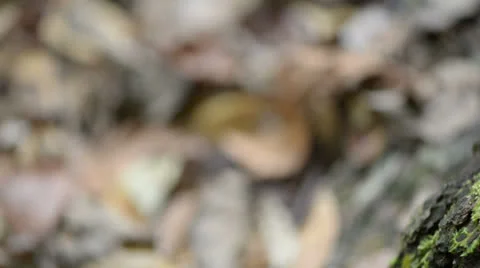 Moss Stock Footage 22575412