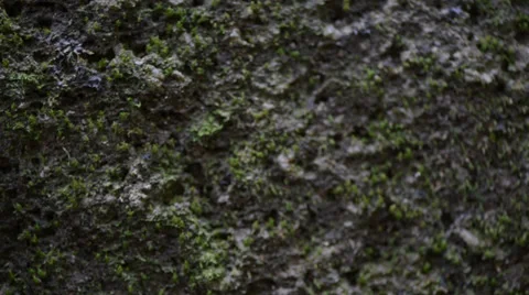 Moss Video stock 28013185