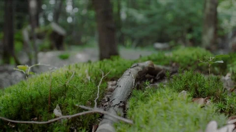 Moss Stock Footage 78065732