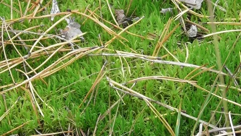 Moss Video stock 118804327