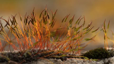 Moss Stock Footage 126337023