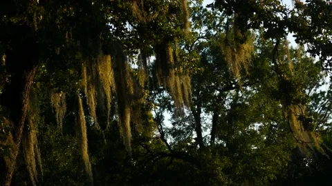 Moss Stockbeeldmateriaal 190049944