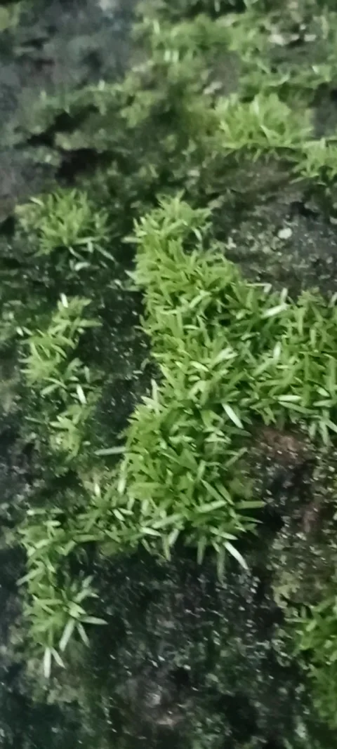 Moss Stock Footage 270259843