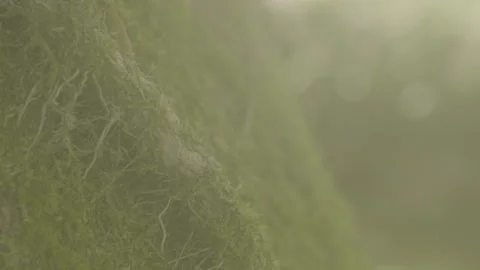 Moss 動画素材 304424504