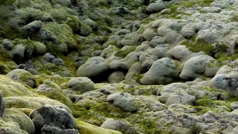 MOSS Stock Footage 306622249