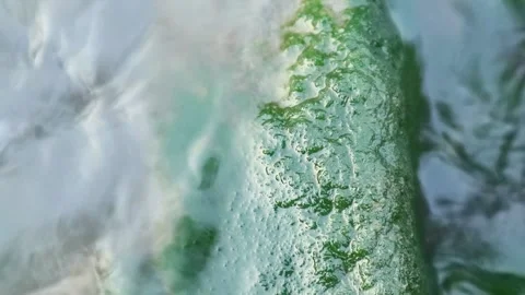 Moss Video stock 336224130