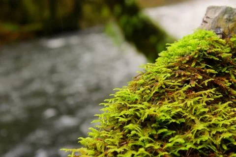 Moss in the  foreground, river in the background Stock Photos