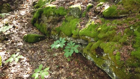 Moss in a forest 4K Stock Footage 134980645