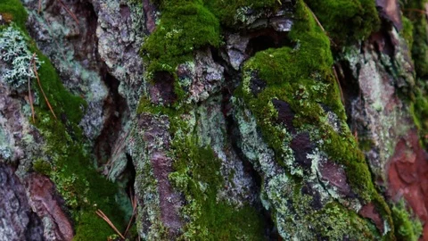 Moss in the forest after rain. Ukrainian Carpathian Mountains. Stock Footage