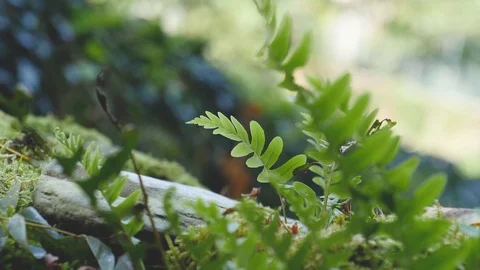 Moss forest and foliage Video stock 96612681