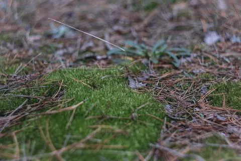 Moss in the forest, autumn Stock Photos