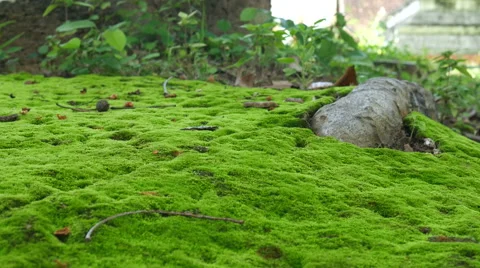 Moss in the forest Background, Stock Footage 65793964