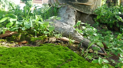 Moss in the forest Background, Stock Footage 65798461