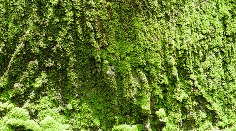 Moss in the forest Background, Stock Footage 65802759