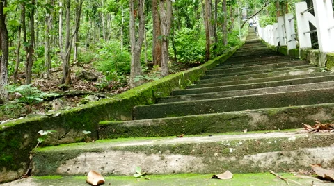 Moss in the forest Background, Stock Footage 65813532