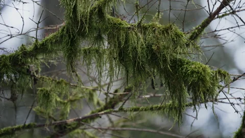 Moss on the forest branches. Green moss grows high on a tree branch. Stock Footage 190090427