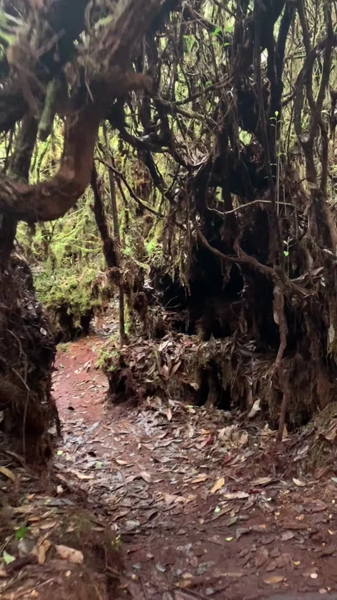 Moss forest in Cameron Highlands Stock-Footage 343428615