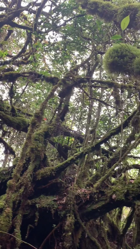 Moss forest in Cameron Highlands Video stock 343428717