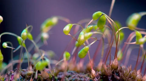 Moss in forest, close-up Stock Footage 37367741