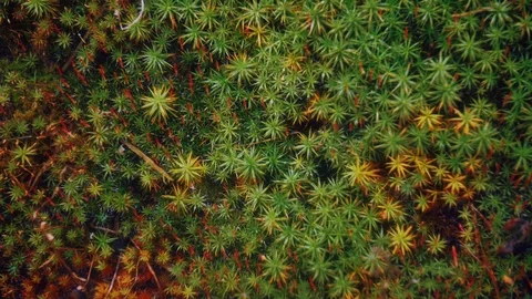 Moss in the forest close-up Stock Footage 97462705