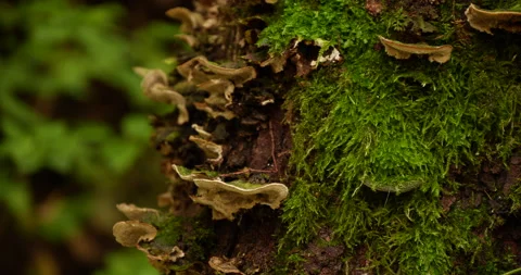 Moss in the forest, close up Stock-Footage 216730492