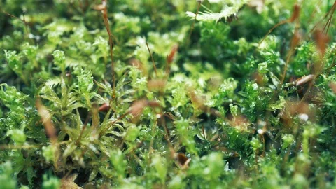 Moss in the forest close-up macro. Nature in droplets of morning dew Stock Footage 110789175