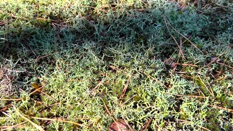 Moss in the forest close-up. Moss in the forest. Forest moss close-up. Stock Footage 280213600