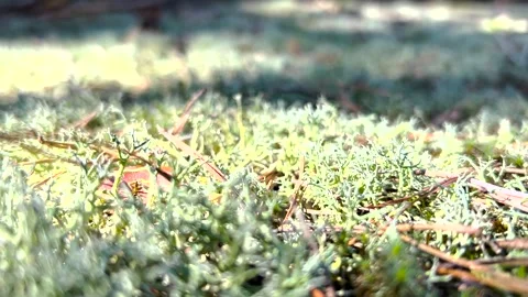 Moss in the forest close-up. Moss in the forest. Forest moss close-up. Stock Footage 280213614