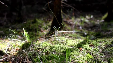 Moss on the forest cover Video stock 64053804