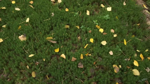 Moss in forest covering the land and yellow fallen foliage on it, closeup. Stock Footage 146331908