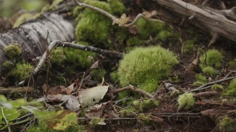 Moss on forest floor Stock Footage 230999875