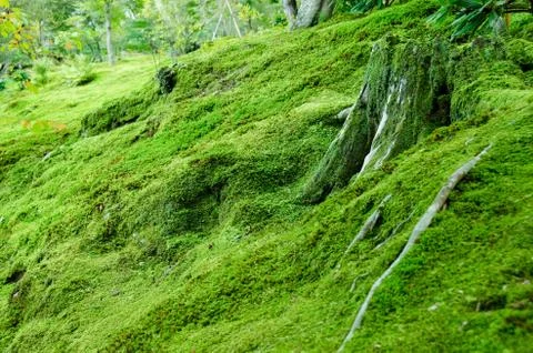 Moss on forest floor Stock-Fotos