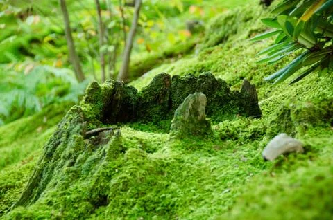 Moss on forest floor Foto stock