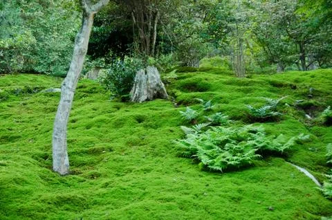 Moss on a forest floor Stock Photos