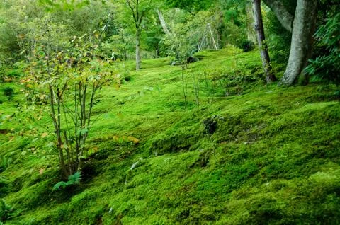 Moss on forest floor Stock Photos