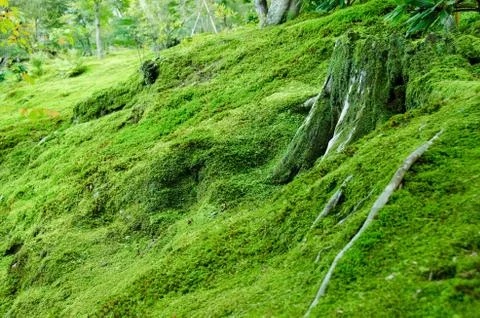 Moss on forest floor Stock Photos