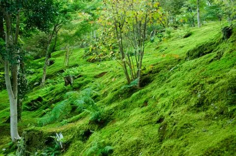 Moss on forest floor Stock Photos