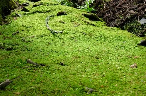 Moss on forest floor Stock Photos