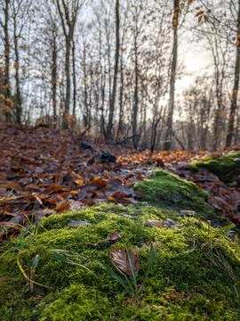 Moss on the forest floor in winter Stock Photos