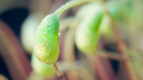 Moss in forest Stock Footage 37367863